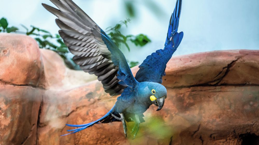 Veterináři potvrdili ptačí chřipku u dalších ptáků uhynulých v pražské zoo